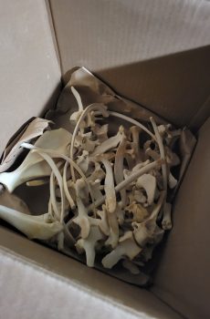 Small Mystery Bag of Bones