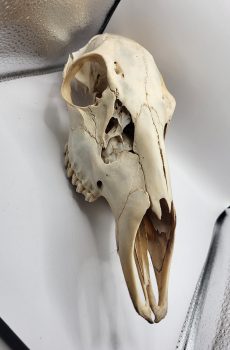 Female Deer Skull